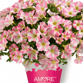 Петуния Amore Princess Pink (Кашпо)