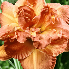 Лилейник Candlelight Dinner