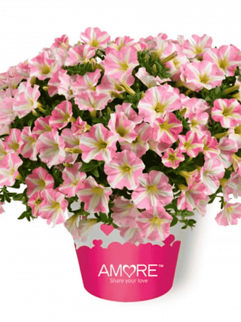 Петуния Amore Princess Pink (Кашпо)