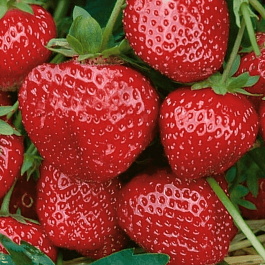 Земляника садовая Соловушка