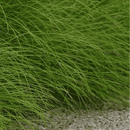 Осока гладконосая