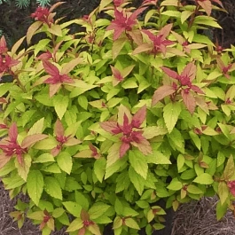 Спирея японская Merlo Green