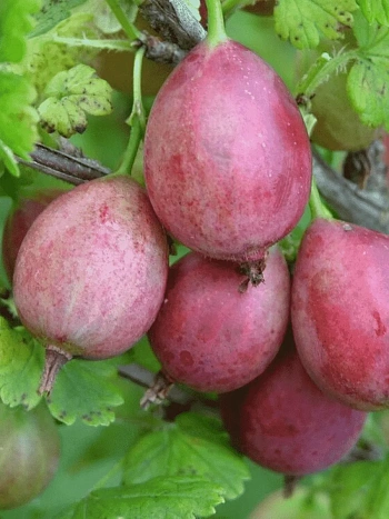 Крыжовник обыкновенный Каптиватор