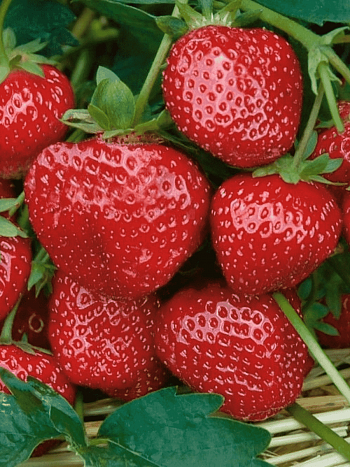 Земляника садовая Соловушка