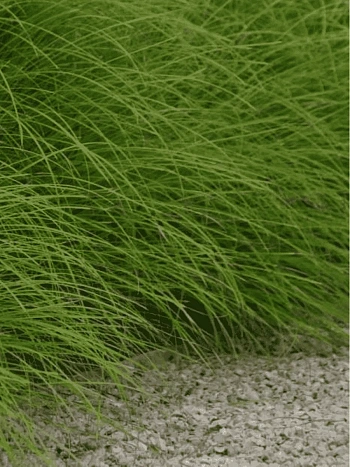 Осока гладконосая