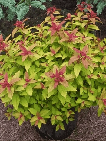 Спирея японская Merlo Green