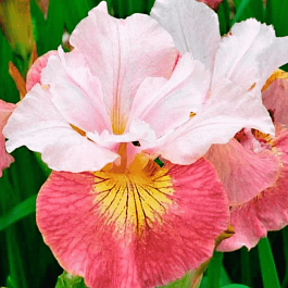 Ирис сибирский Sugar Rush