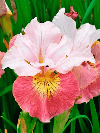 Ирис сибирский Sugar Rush