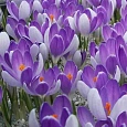 Крокус крупноцветковый Vanguard