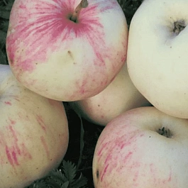 Яблоня Летнее нежное