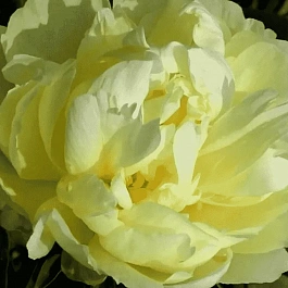 Пион Молочноцветковый Gold Mine