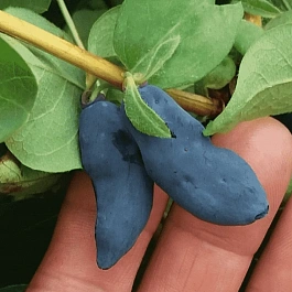 Жимолость сьедобная Стойкая