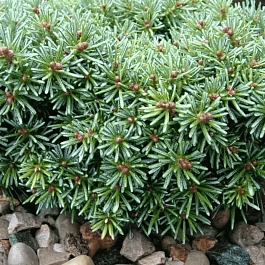 Пихта корейская Blauer Eskimo Блауэр Эскимо