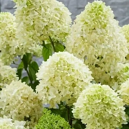 Гортензия метельчатая Skyfall