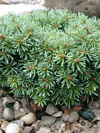 Пихта корейская Blauer Eskimo Блауэр Эскимо