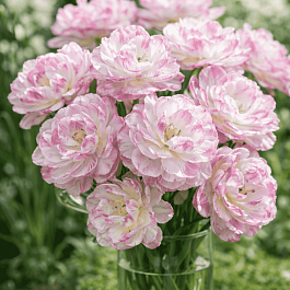 Тюльпан Махровый Double Touch