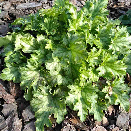 Гейхера Apple Crisp