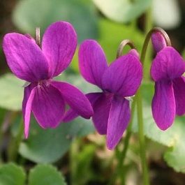 Виола (Фиалка, Анютины глазки) душистая Red Charm