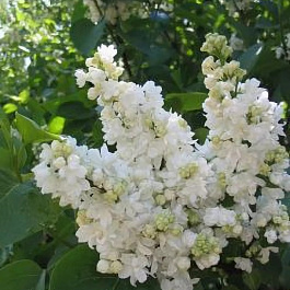 Сирень обыкновенная Защитникам Бреста