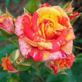 Роза спрей Файр Флеш Роза спрей Файр Флеш