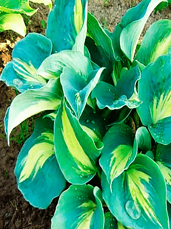 Хоста Thunderbolt