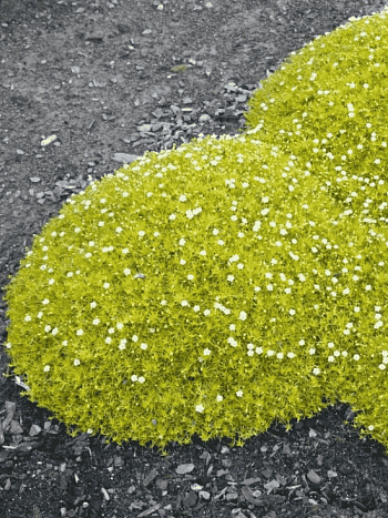 Мшанка шиловидная Aurea