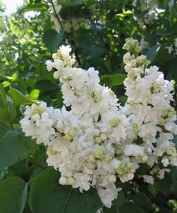 Сирень обыкновенная Защитникам Бреста