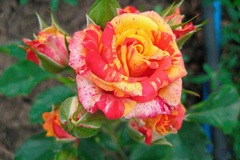 Роза спрей Файр Флеш