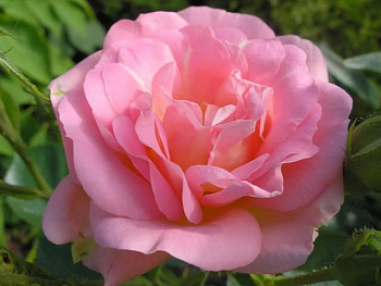 Роза канадская парковая Мари Викторин