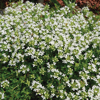 Тимьян (Чабрец, Чабер) ранний Albiflorus