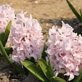 Гиацинт China Pink