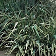 Фалярис тростниковый Picta