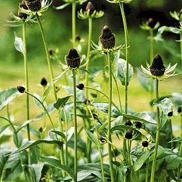 Рудбекия западная Green Wizard