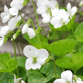 Виола сестринская Princess Luise