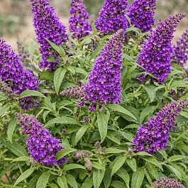 Буддлея Давида Butterfly Candy Little Purple 