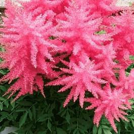 Астильба гибридная Younique Cerise