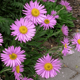 Астра альпийская Happy End