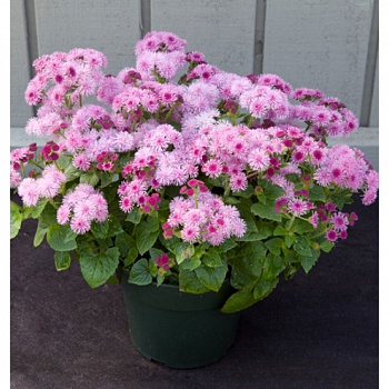 Агератум Клауд Найн Пинк