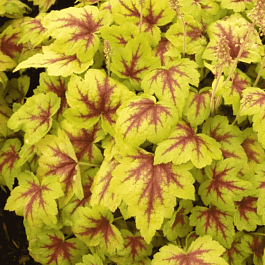 Гейхерелла Stoplight