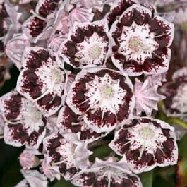 Кальмия широколистная Блэк Лейбл