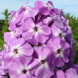 Флокс метельчатый Голиаф НАБОР 2ШТ (1+1)