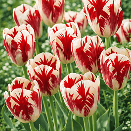 Тюльпан Grand perfection