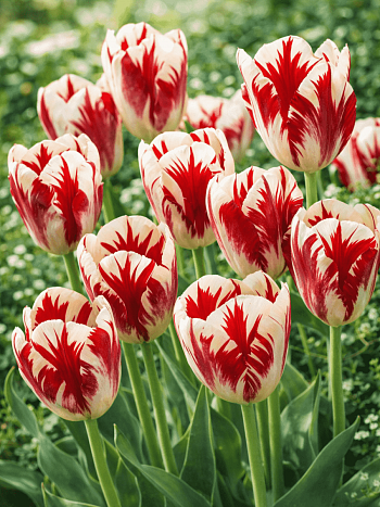 Тюльпан Grand perfection