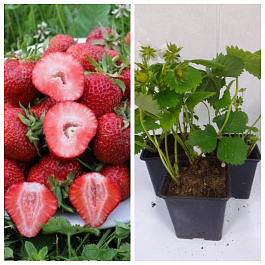 Земляника садовая Флорентина НАБОР 3ШТ