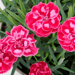 Гвоздика Diantica Strawberry Cream