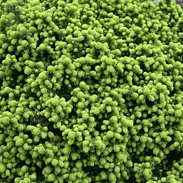 Ель канадская Little Gem