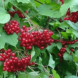 Калина съедобная Таежные рубины