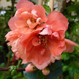 Айва красивая Фэлконет Скарлет Айва красивая Фэлконет Скарлет