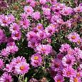 Астра кустарниковая Barrs Pink