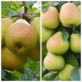 Дерево-сад (2-3х летка) груша 2 сорта Просто Мария-Чижовская